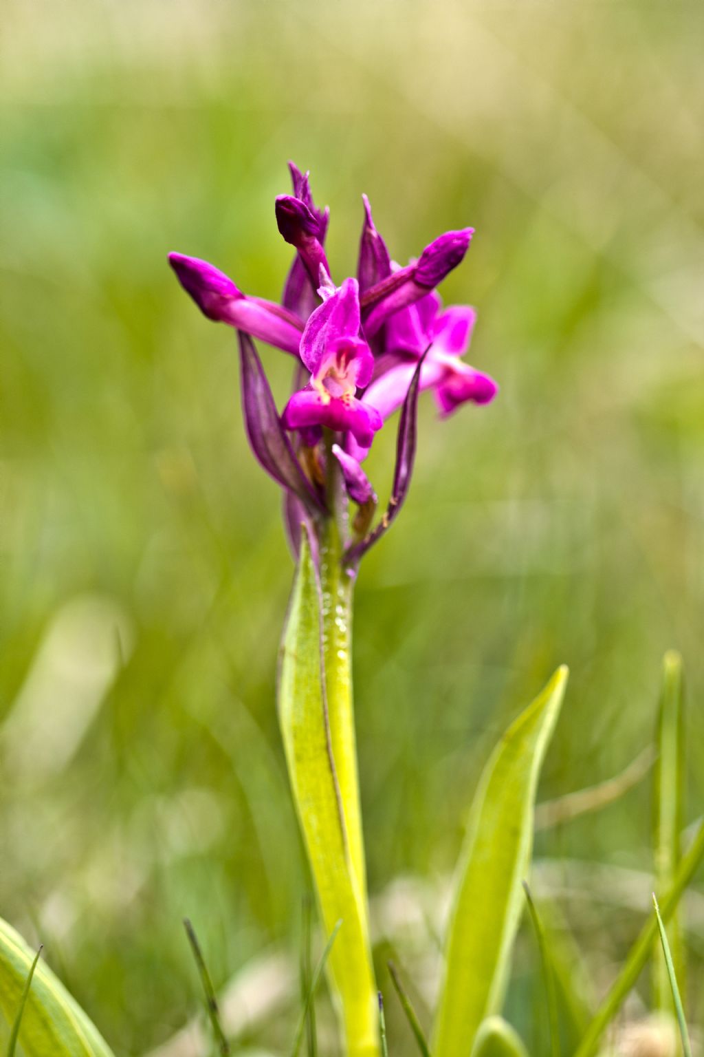 Dactylorhiza sambucina e Orchis militaris